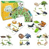 DQstar Life Cycle Figures of Frog, Chicken, Sea Turtle, Butterfly, Wasp, Locust, Science Toys kit, Animal Figures for Kids Age 3-12