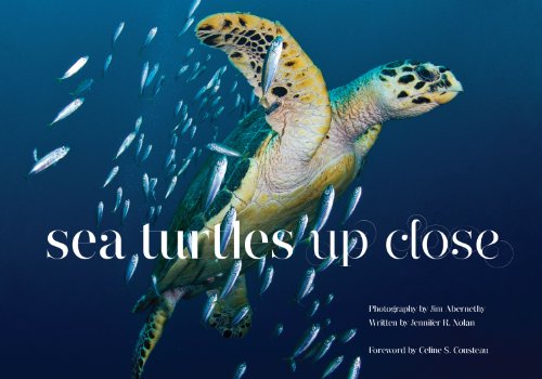 Sea Turtles Up Close