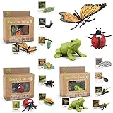 Montessori Life Cycle Learning & Education Toys, Plastic Insect Ladybug Monarch Butterfly Tadpole to Frog Kit Life Cycle Toys for Kids, Preschool Learning Activities for Toddlers