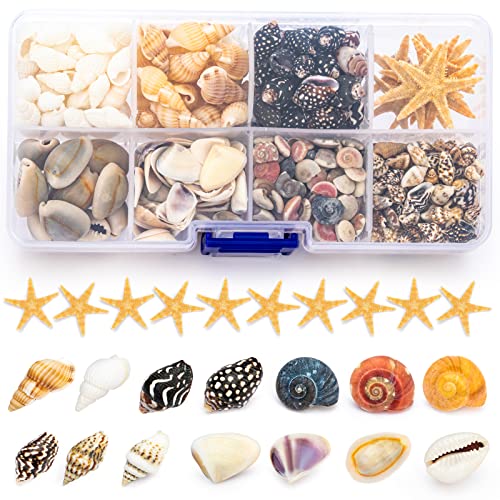 Premium Tiny Seashell Mix, Including Sea Shells, Sea Snails and Starfish Total 300+PCS (8 Kinds), Shells for Crafts Decorating Resin and Mosaics Projects DIY Crafts Home Decor Beach Themed Party