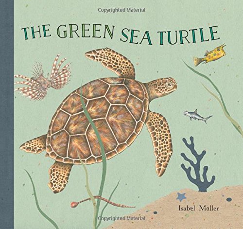 The Green Sea Turtle