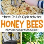 Honey bees for kids! Get ready to learn this this spring and summer with these fun, hands-on honey bee life cycle activities for preschoolers.