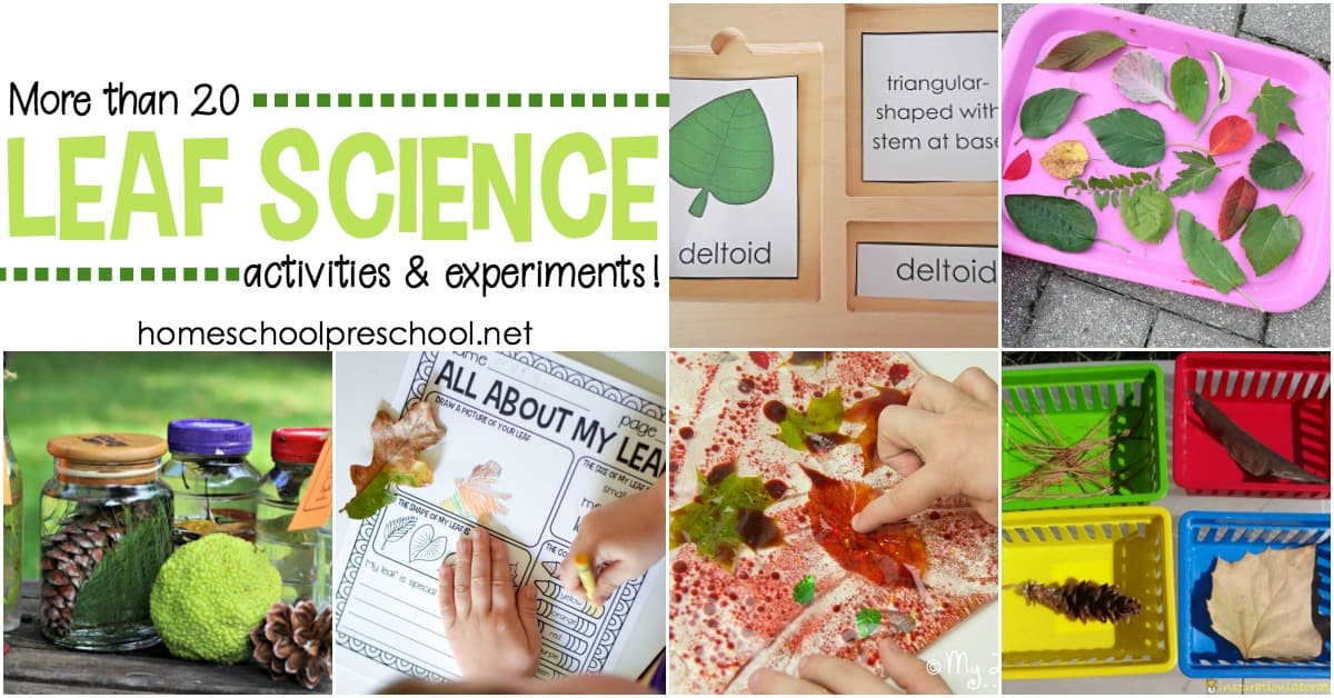 As the leaves begin to change colors this autumn, it's a great time to explore leaves with these engaging leaf-themed science activities for preschoolers.