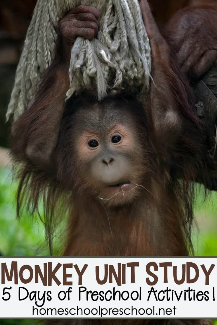 M is for Monkey Activities for Preschoolers