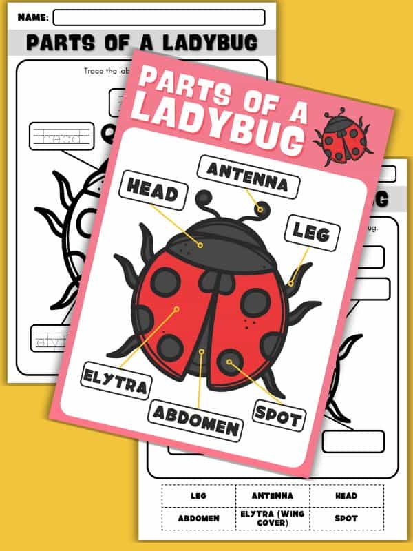 Parts of a Ladybug Worksheet