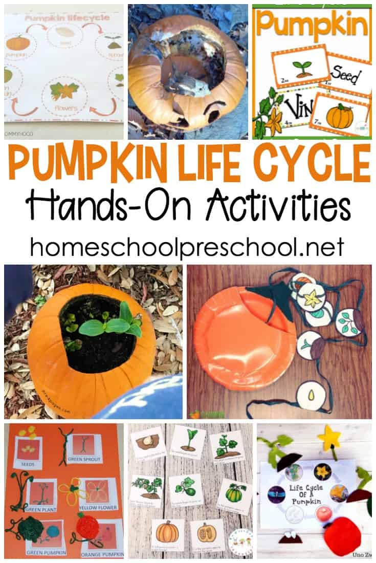 These pumpkin life cycle preschool crafts and activities will engage your young learners with more than just another worksheet!