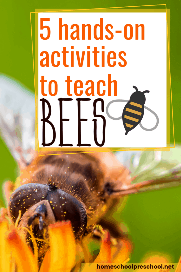 Hands-On Bee Activities