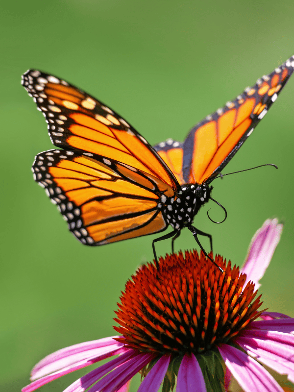 Butterflies Lesson Plan