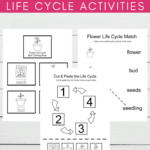 Add these preschool flower life cycle activities to your upcoming spring and summer activities. Find four printable activity pages for preschoolers.