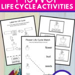 Add these preschool flower life cycle activities to your upcoming spring and summer activities. Find four printable activity pages for preschoolers.