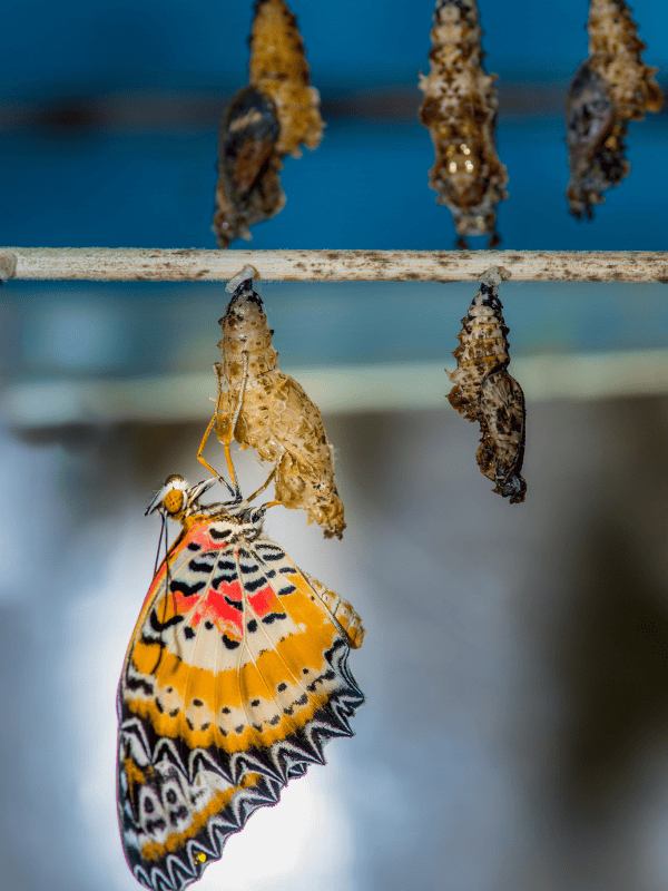 Life Cycle of a Butterfly Activities