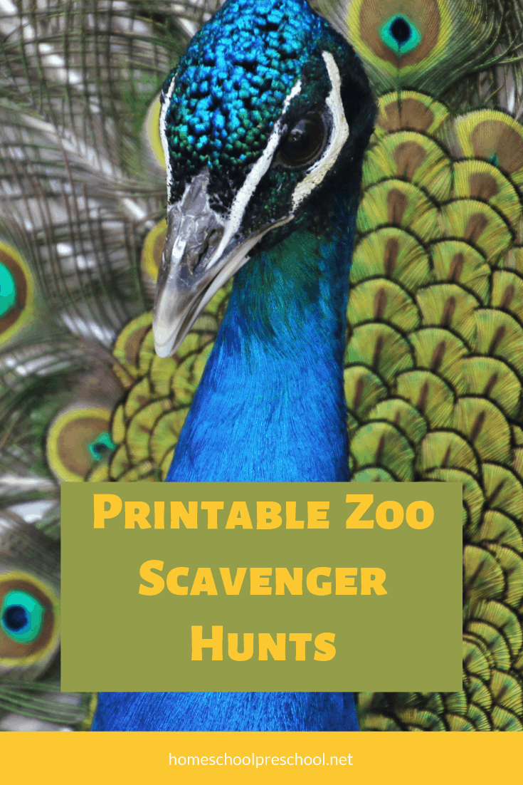 Summer's a great time to visit the zoo. Keep your kids on the lookout for animals and their features with these printable zoo scavenger hunt pages.