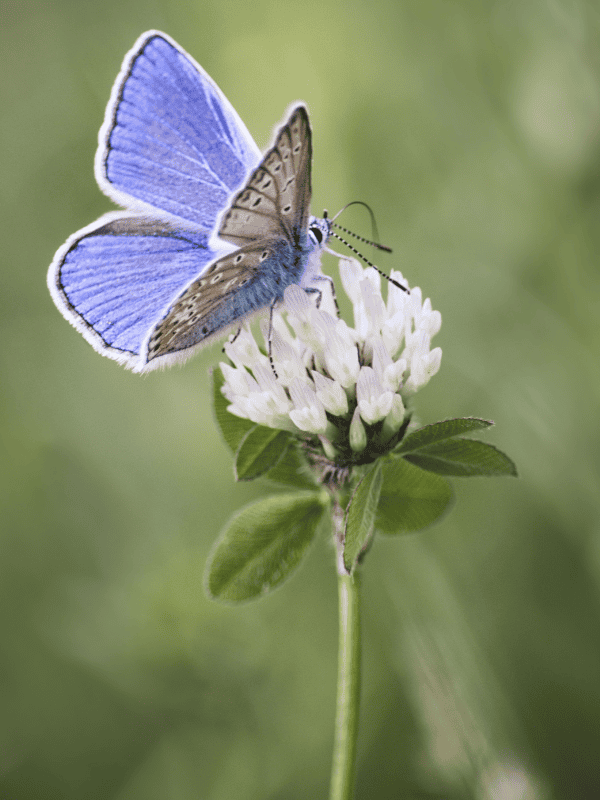 Spring Lesson Plan for Preschool