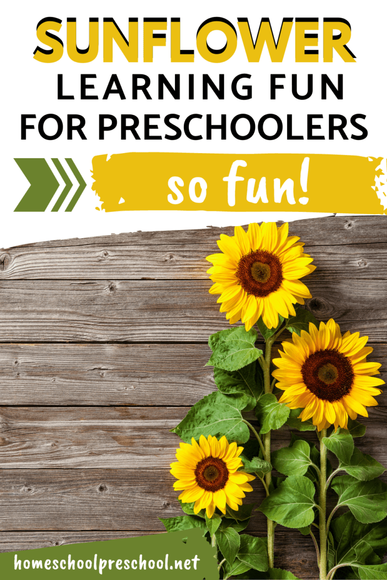 Sunflower Preschool Activities